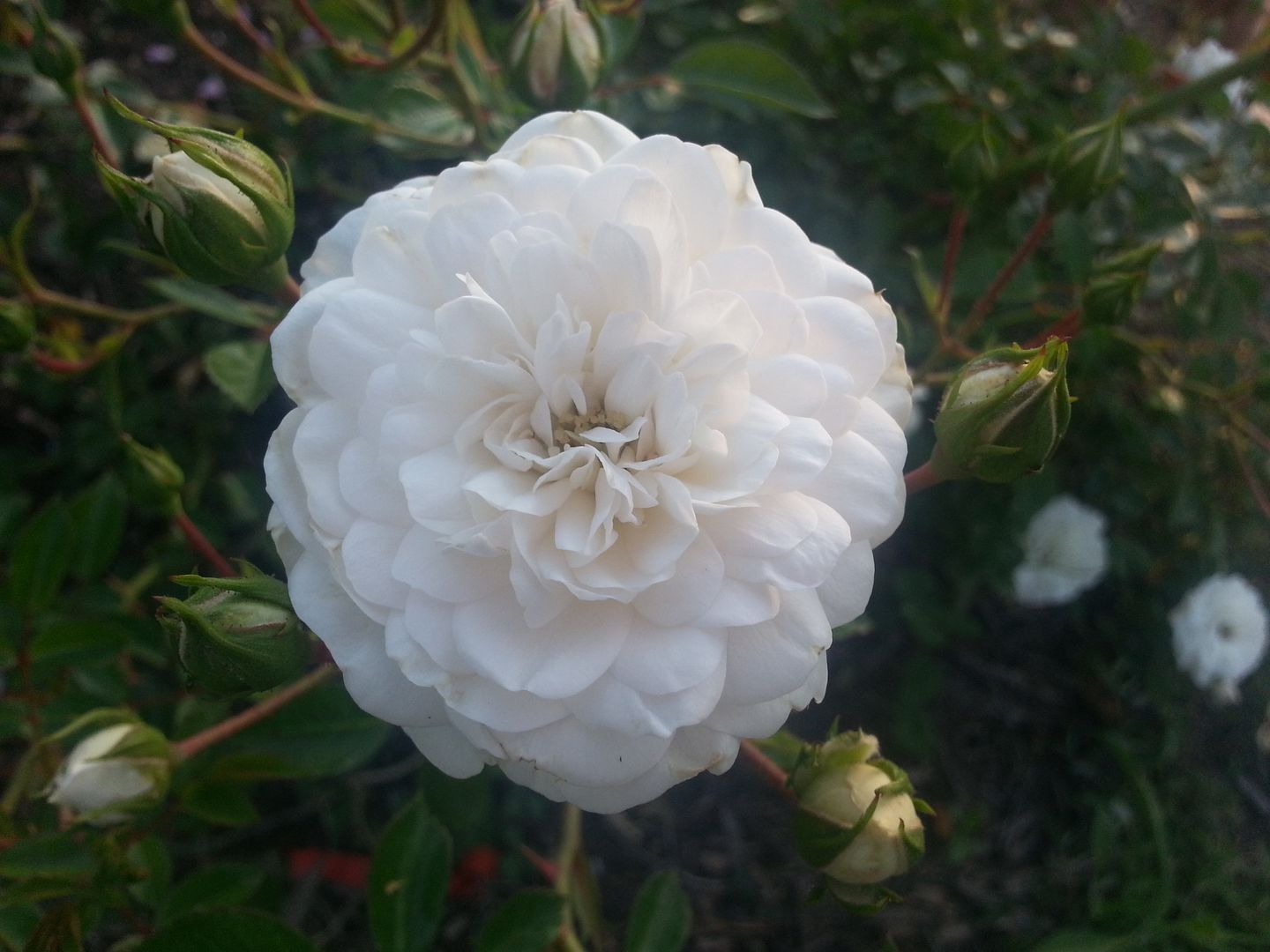 sea foam photo 20130528_195449_zps95970a4f.jpg